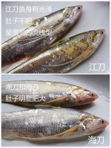 江刀鱼 带鱼品种图片大全