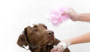 狗狗洗澡可以用人的沐浴露吗 狗狗可以用人的洗澡液吗