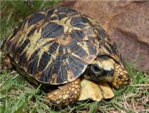 小型陆龟有哪些品种 陆龟会游泳吗