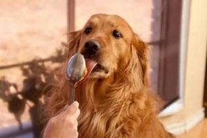 15天狗狗能吃什么食物 狗狗禁止食物一览表