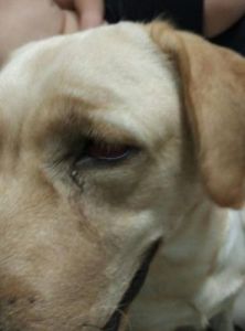 怎样预防狗狗有眼屎流出来 狗狗眼睛有脓的眼屎