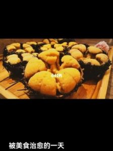 紫海胆 饼干海胆图片