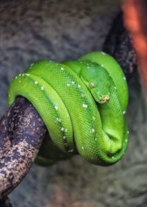 揭秘世界上体重最大的蛇：绿色巨蟒