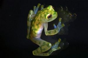玻璃蛙 最透明玻璃蛙