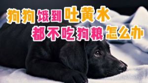 狗狗多久不吃东西就饿了 狗狗最多饿多久