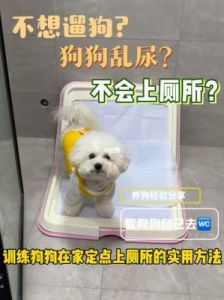 怎么教狗狗上厕所 家庭自制自动狗厕所