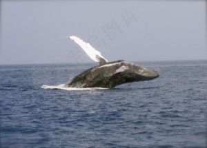 最好看的鲸 花鲸