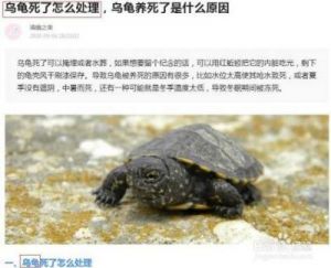 养的乌龟死了8预兆 世界上最大的乌龟