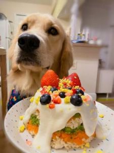 狗狗可不可以吃蛋糕 狗狗吃的蛋糕为什么不香