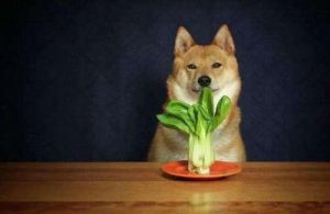 最适合狗狗吃的蔬菜 狗狗吃的小蔬菜的名字大全