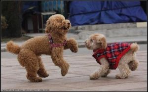 会和主人跳舞的狗狗有哪些 主人不在家狗狗疯狂跳舞