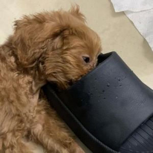 狗狗咬自己的鞋怎么办 狗狗一直咬自己的脚