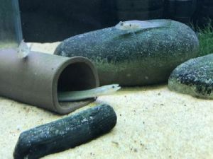 欧洲鳗鲡 鳗鱼繁殖