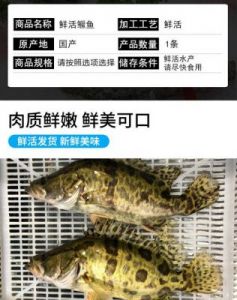 鲑鱼多少钱一斤 鲑鱼
