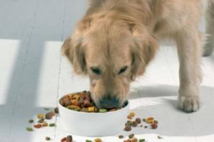 要不要让狗狗吃东西呢 狗狗吃东西护食表现