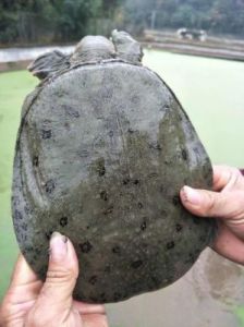 鳖类品种大全 山瑞鳖