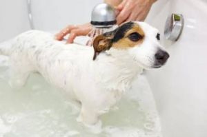 狗狗在这6种情况下千万不能洗澡 两年的狗狗还能洗澡吗