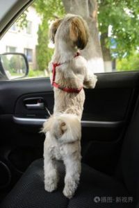 狗狗生在车上好不好 狗狗坐车上很焦虑