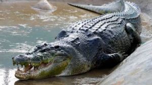 世界上最大的鳄鱼 全球十大鳄鱼排名