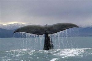 鲸的图片 100种鲸图片