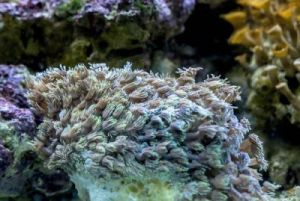 珊瑚属于生物 珊瑚是不是生物