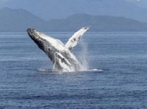 鲸鱼是什么动物 鲸鱼有几种