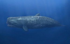 梅氏利维坦鲸 利维坦鲸和蓝鲸哪个大