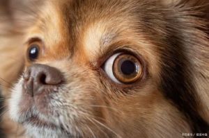 狗狗怎么看眼睛的长相的 狗狗眼睛发红