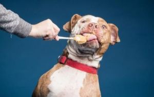狗狗吃花生会得糖尿病吗 花生含糖量高吗糖尿病可以吃吗