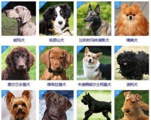 世界名犬排名前100 世界名犬排名前100图