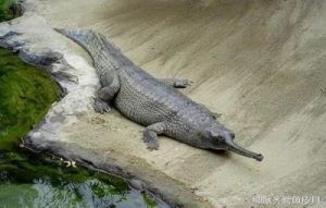 二十三种鳄鱼名字 世界上最大鳄鱼