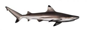 黑鳍鲨图片及价格 黑鳍鲨