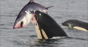 虎鲸vs大白鲨 十大凶猛鲨鱼排名