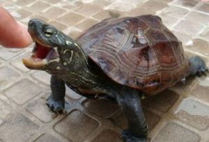 巴西龟寿命 100年老草龟图片