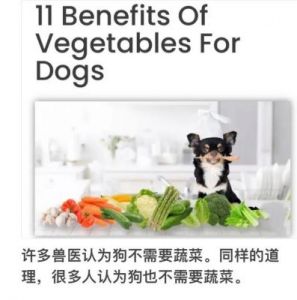 狗最怕三种蔬菜 狗能吃西瓜皮吗