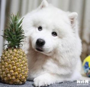 狗能吃菠萝蜜吗 菠萝蜜狗能吃吗