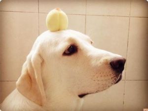 狗狗能吃桃子吗 三种人千万别吃杨桃
