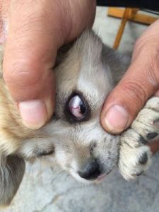 狗狗眼睛有红血丝 狗狗生下来16天没眼睛