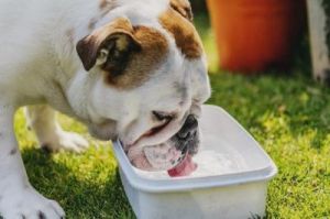 狗狗吃饭用哪个器皿比较好 狗狗吃饭打嗝是什么原因