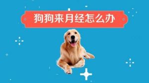 狗狗一年来几次月经 狗来月经多少天结束