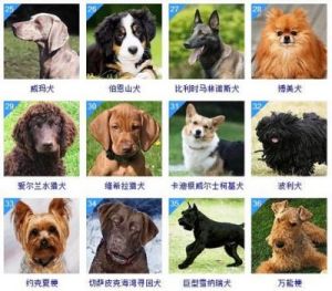 十大名犬 聪明的狗