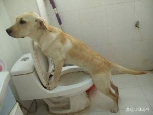 狗老是在门口撒尿怎么办 去除地板狗尿味的最佳方法