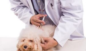 狗狗年检什么时候打疫苗 刚出生的狗狗什么时候打疫苗