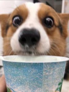 狗可以喝酸奶吗 狗狗禁忌食物清单