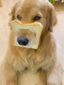 狗吃坏面包怎么治 面包坏了吃了怎么办