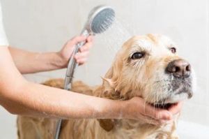宠物狗多久洗一次澡 狗狗不出门多久洗一次澡