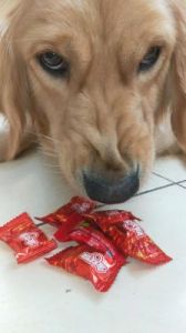 狗能吃糖吗 狗能吃糖的东西吗