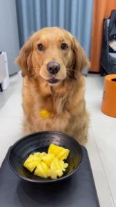 狗狗能吃菠萝蜜吗 狗狗禁止食物一览表