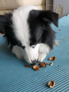 狗核桃图片 狗能吃核桃吗