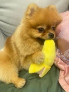 狗狗能吃香蕉吗 尿酸高千万不要吃5种水果